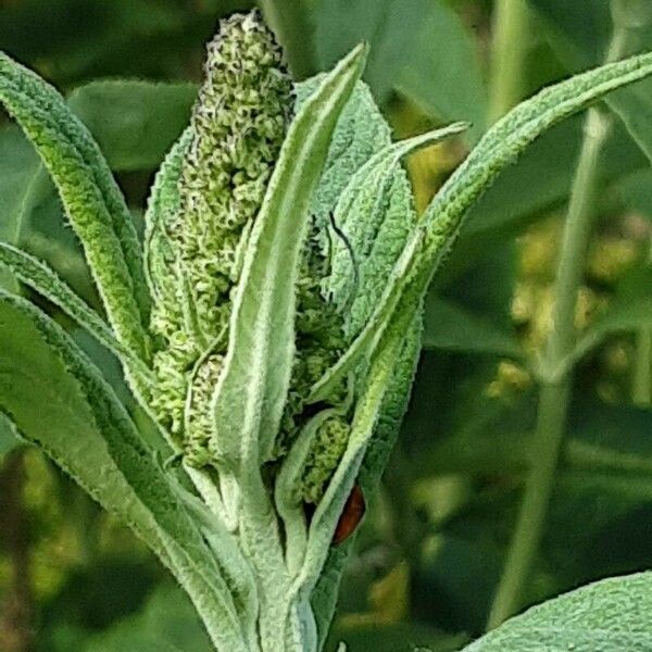 Buddleja globosa Bloem