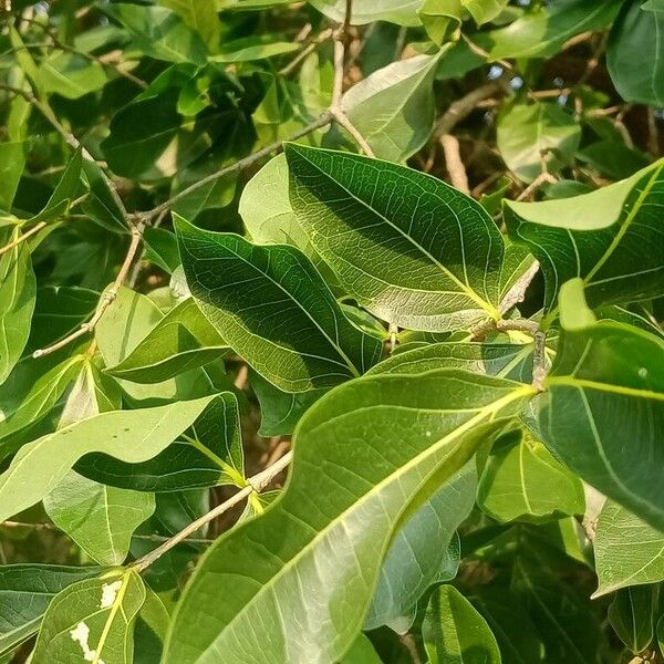 Strychnos potatorum Leaf