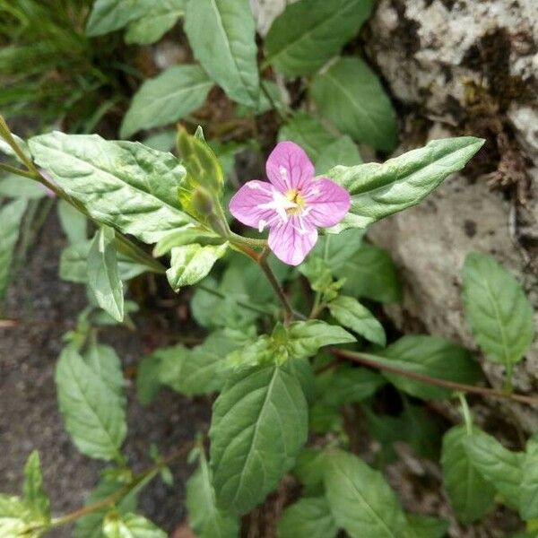 Oenothera rosea Flower