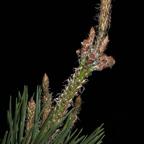 Pinus pungens Flower