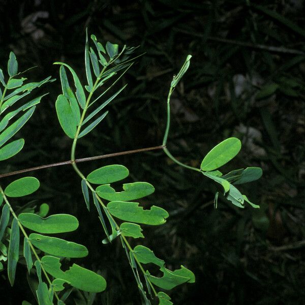 Entada polystachya Leaf