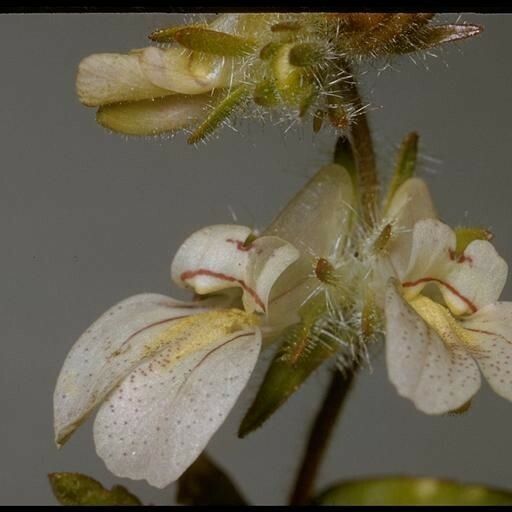 Collinsia tinctoria 花