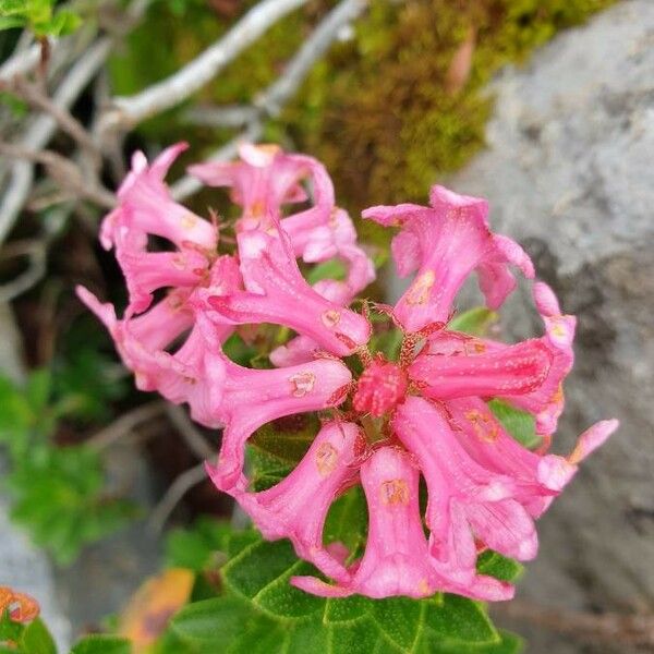 Rhododendron hirsutum फूल