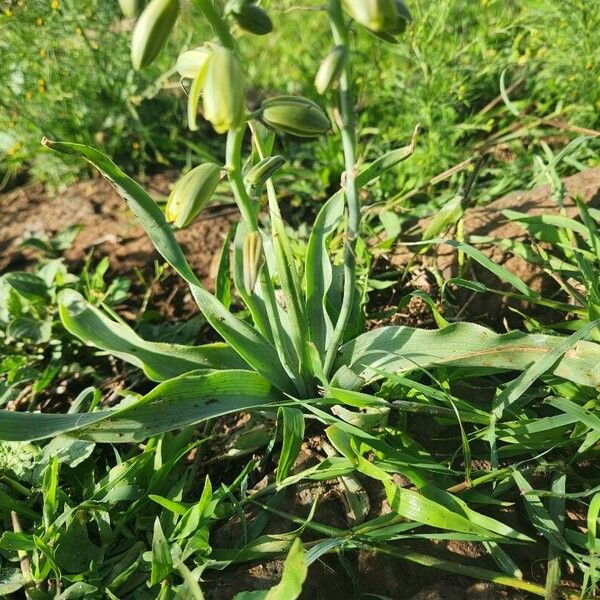 Albuca abyssinica Blad