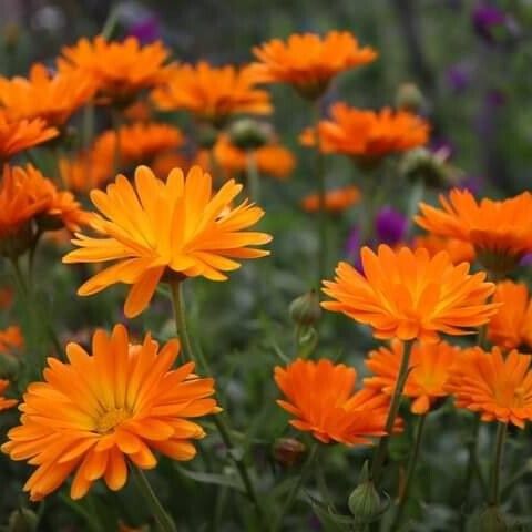 Calendula suffruticosa 花