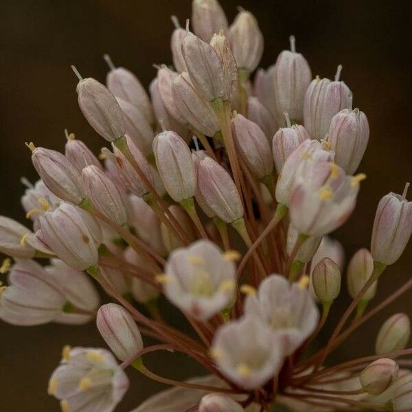 Allium paniculatum ফুল