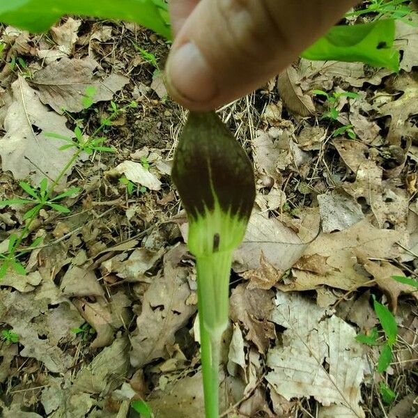 Arisaema triphyllum Fiore