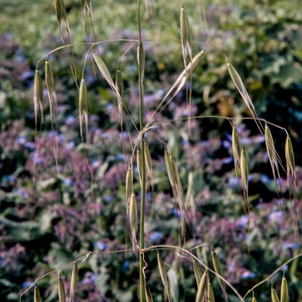 Avena sterilis Flors