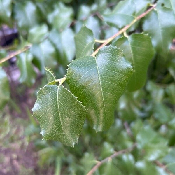 Prunus ilicifolia Hoja