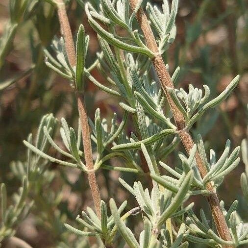 Lavandula stoechas Листок