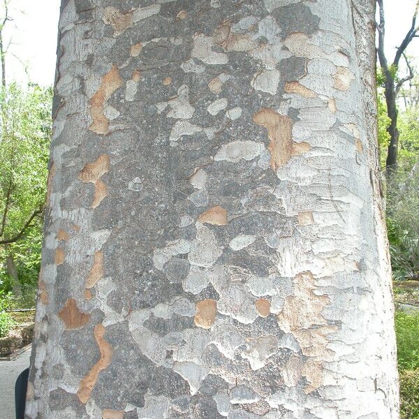 Agathis robusta Bark