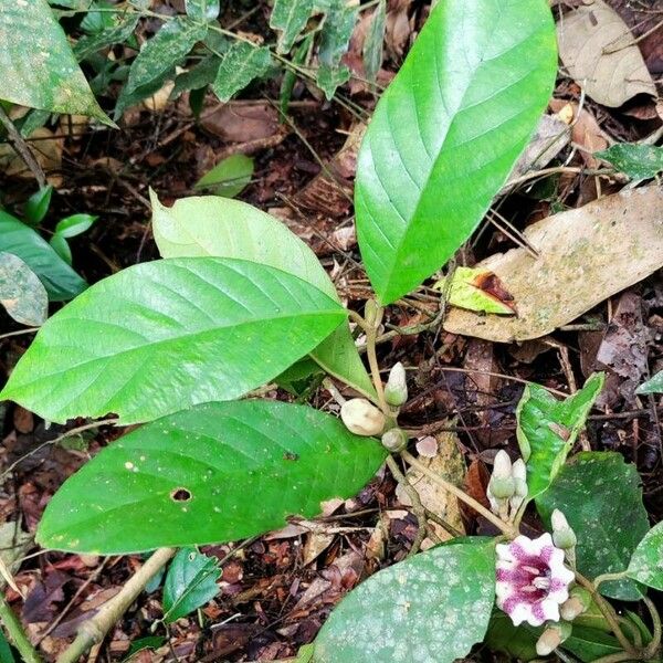 Sherbournia hapalophylla Leaf