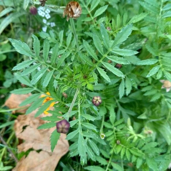 Tagetes patula Liść