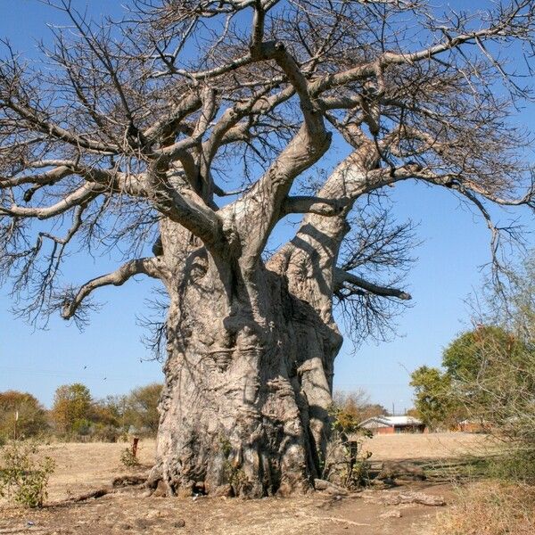 Adansonia digitata आदत