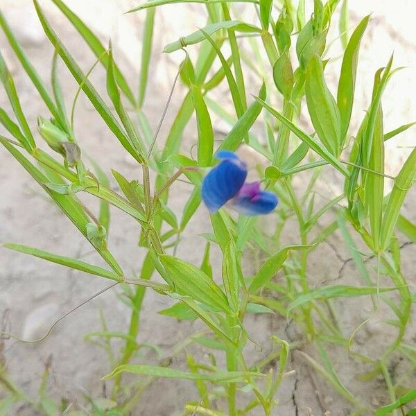 Lathyrus sativus Muu