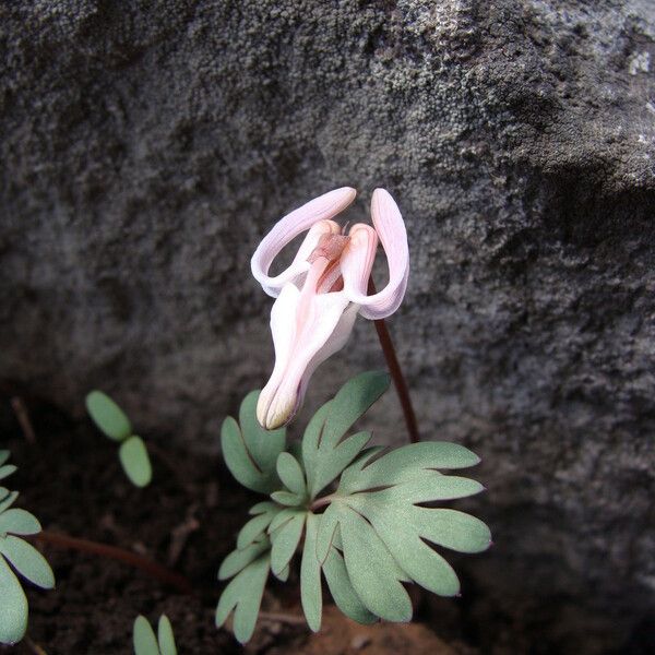 Dicentra uniflora Blüte