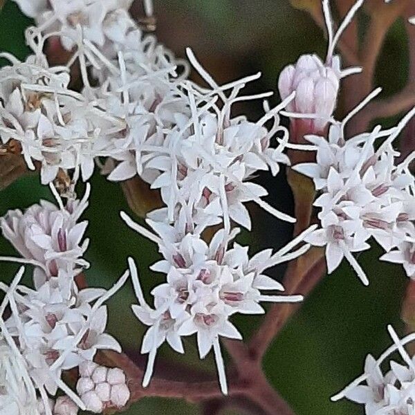 Ageratina altissima Flower