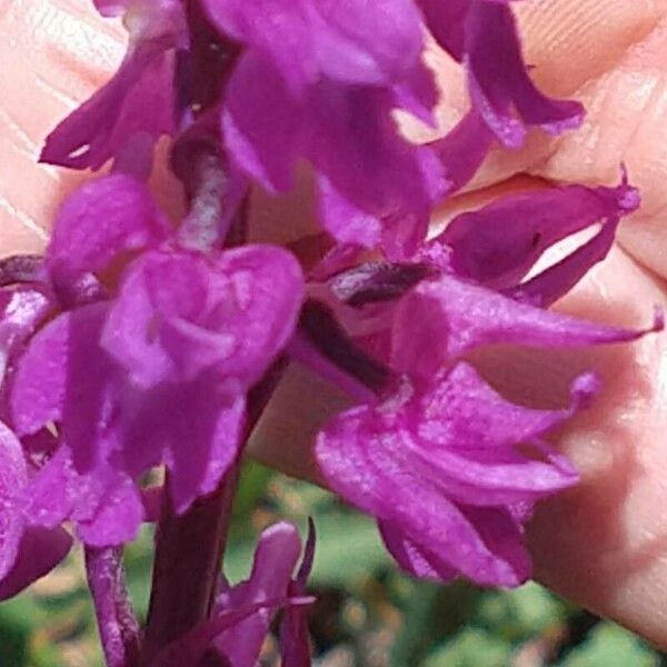 Orchis mascula Flower