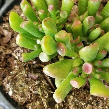 Crassula ovata List