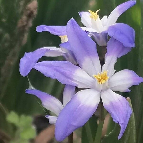 Scilla luciliae Flower