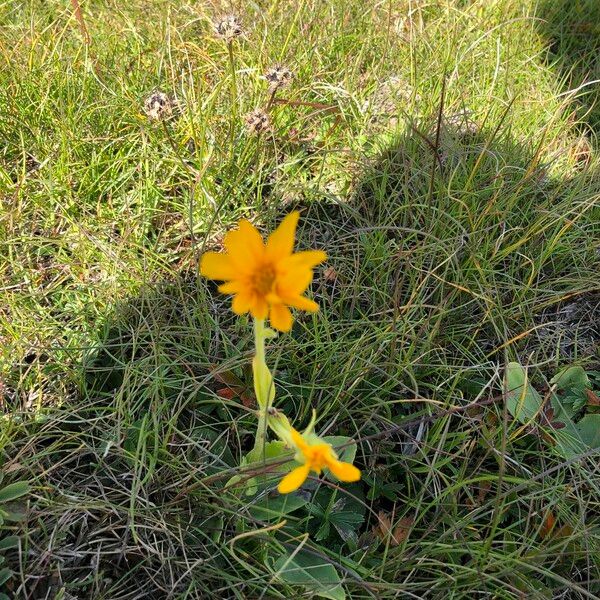 Arnica montana Blodyn