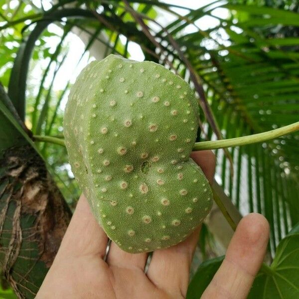 Dioscorea bulbifera ফল