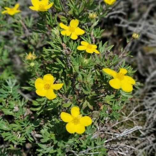 Dasiphora fruticosa Fleur