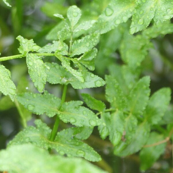 Berula erecta Leaf