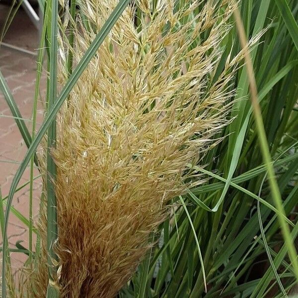 Cortaderia selloana Цветок