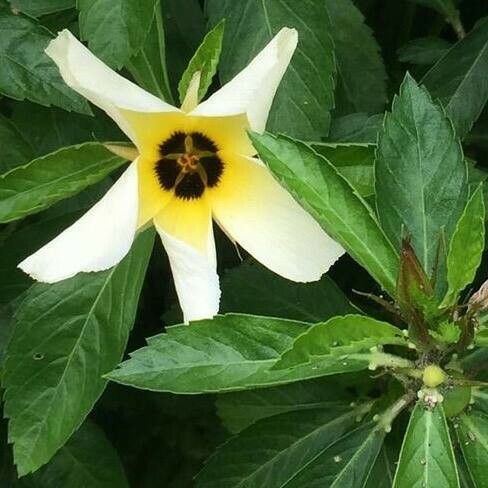 Turnera subulata Flower