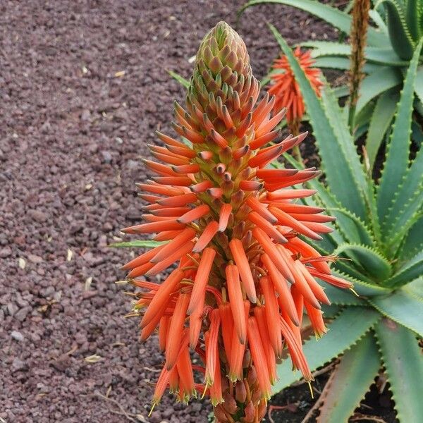 Aloe arborescens Flower