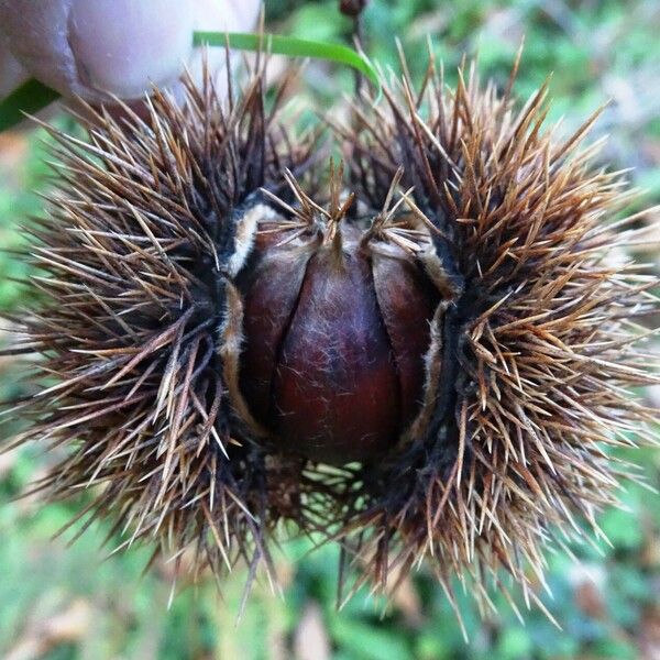 Castanea sativa Fruit