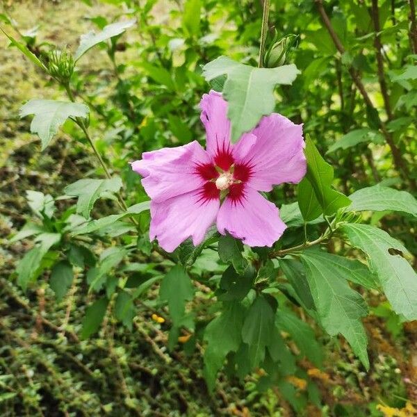 Hibiscus syriacus Цветок