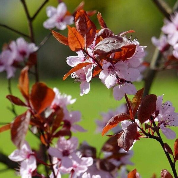 Prunus cerasifera Blatt