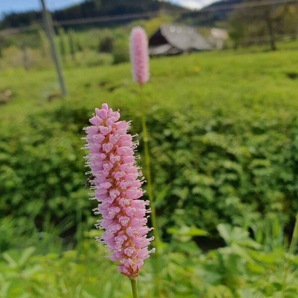 Bistorta officinalis ফুল