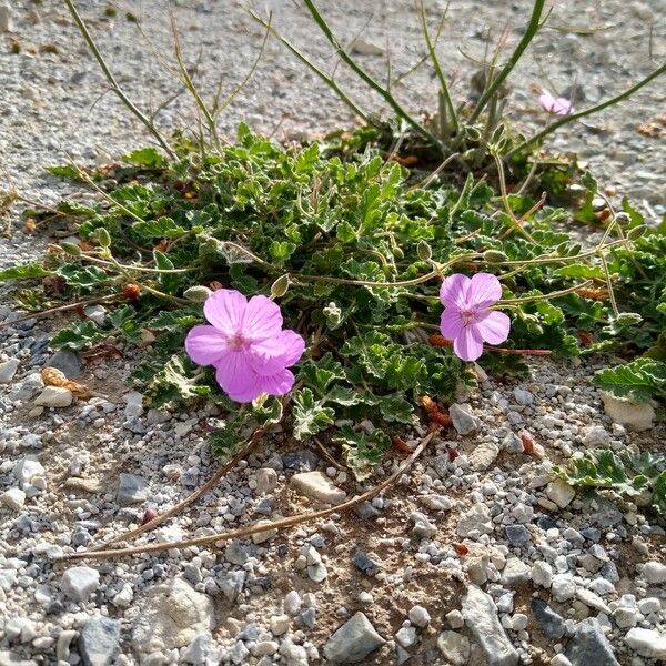 Erodium boissieri Blodyn