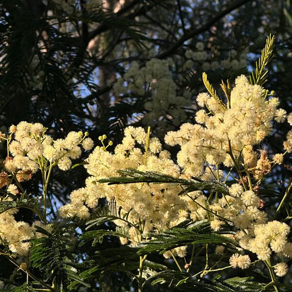 Acacia mearnsii Кветка