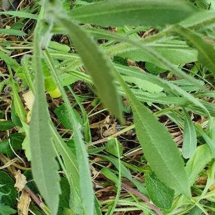 Gaillardia pulchella برگ