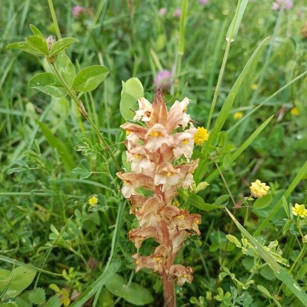 Orobanche lutea Blomma