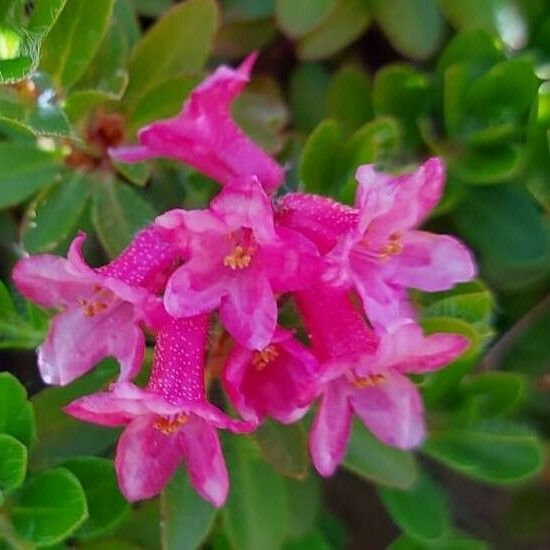 Rhododendron hirsutum 花