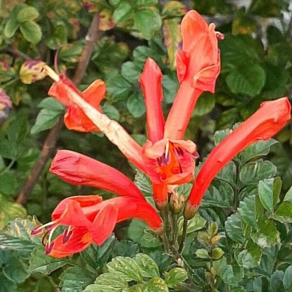 Tecomaria capensis Flower