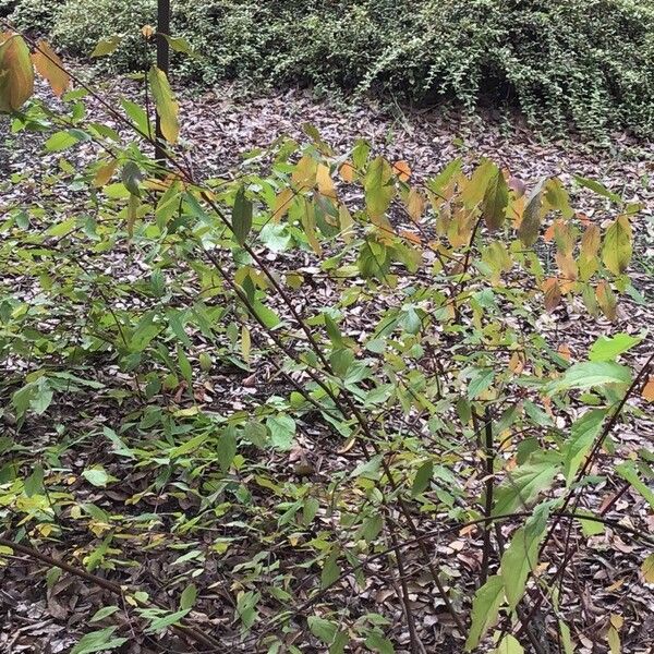 Cornus amomum Blad