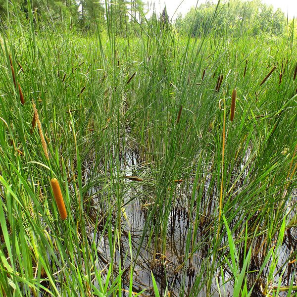 Typha angustifolia Blad