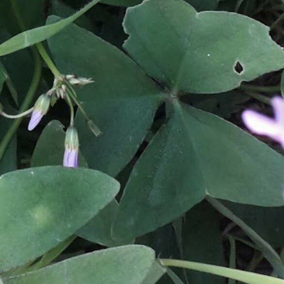 Oxalis latifolia पत्ता