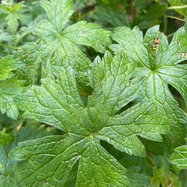 Geranium endressii Blad