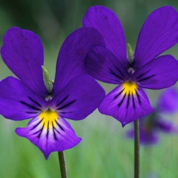Viola lutea 花