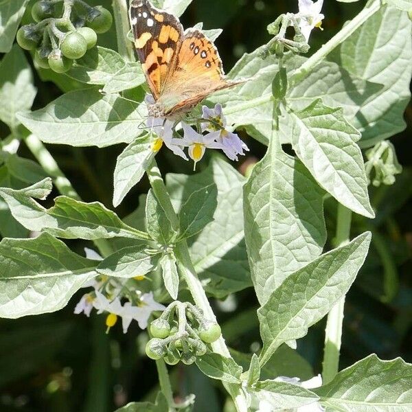 Solanum douglasii फल