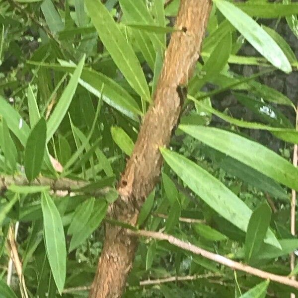 Callistemon viminalis Bark