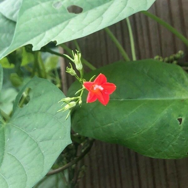 Ipomoea hederifolia ফুল