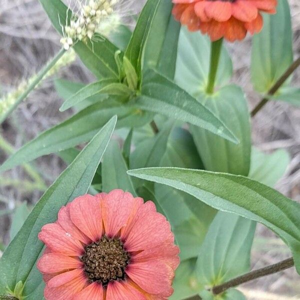 Zinnia peruviana Fleur